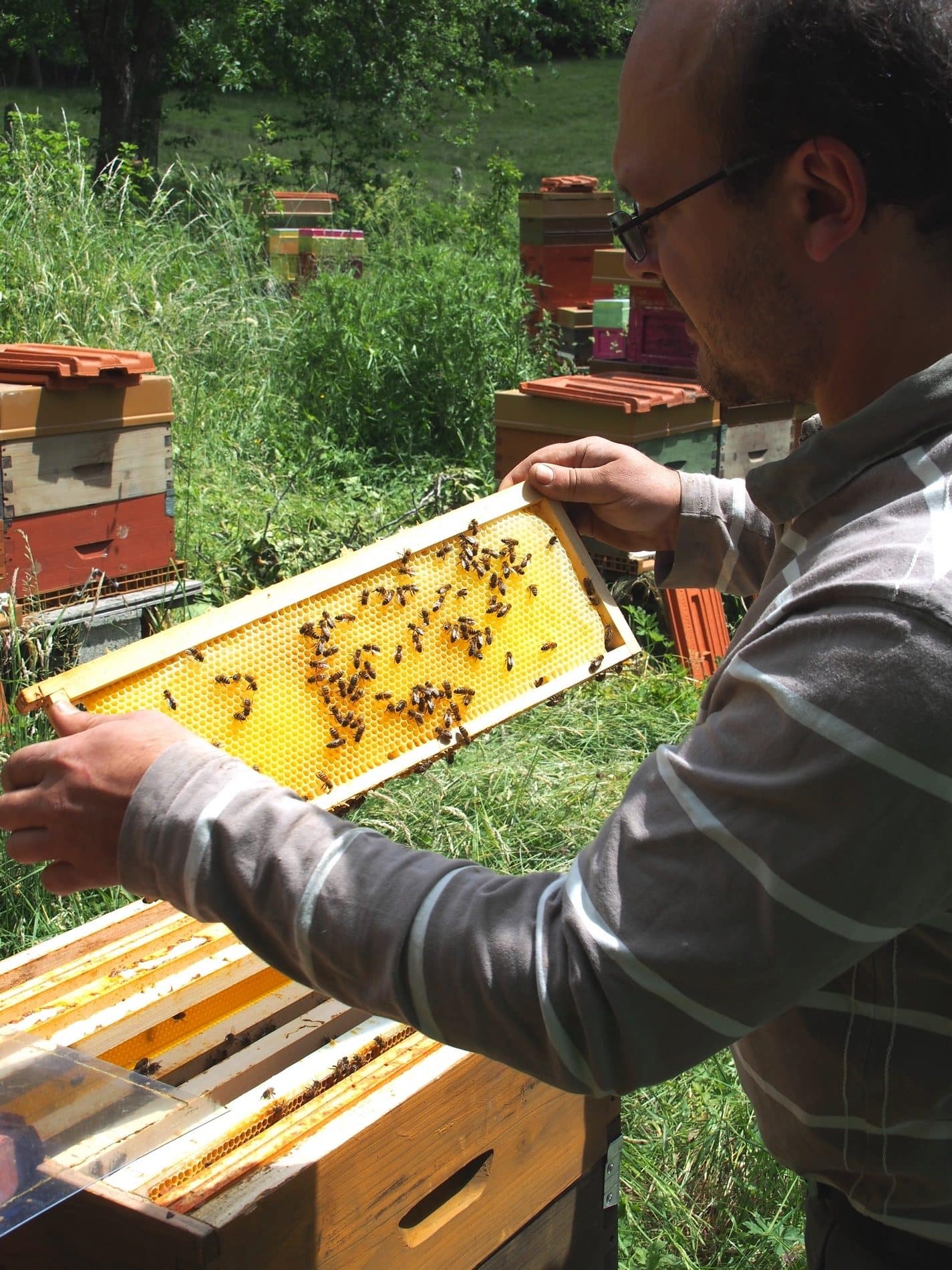 Ruche abeille chez soi : les 5 choses à savoir - Côté Maison