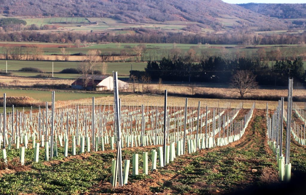 Une vigne récemment plantée