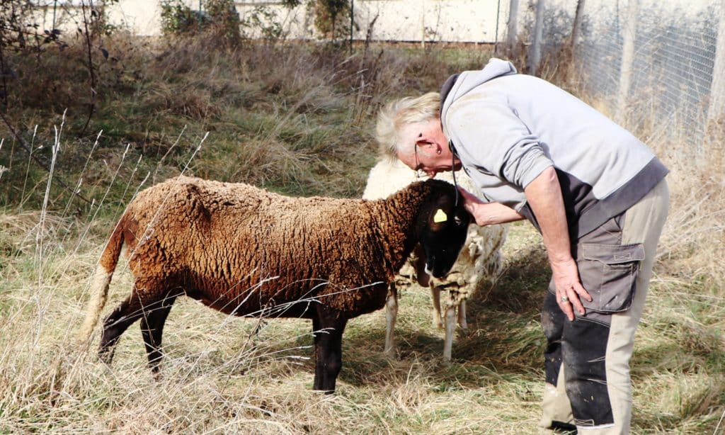 Laurent avec les brebis