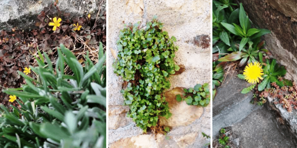 Trois exemples de la biodiversité de mon escalier, dont, au centre, cette élégante suspension de cymbalaire.