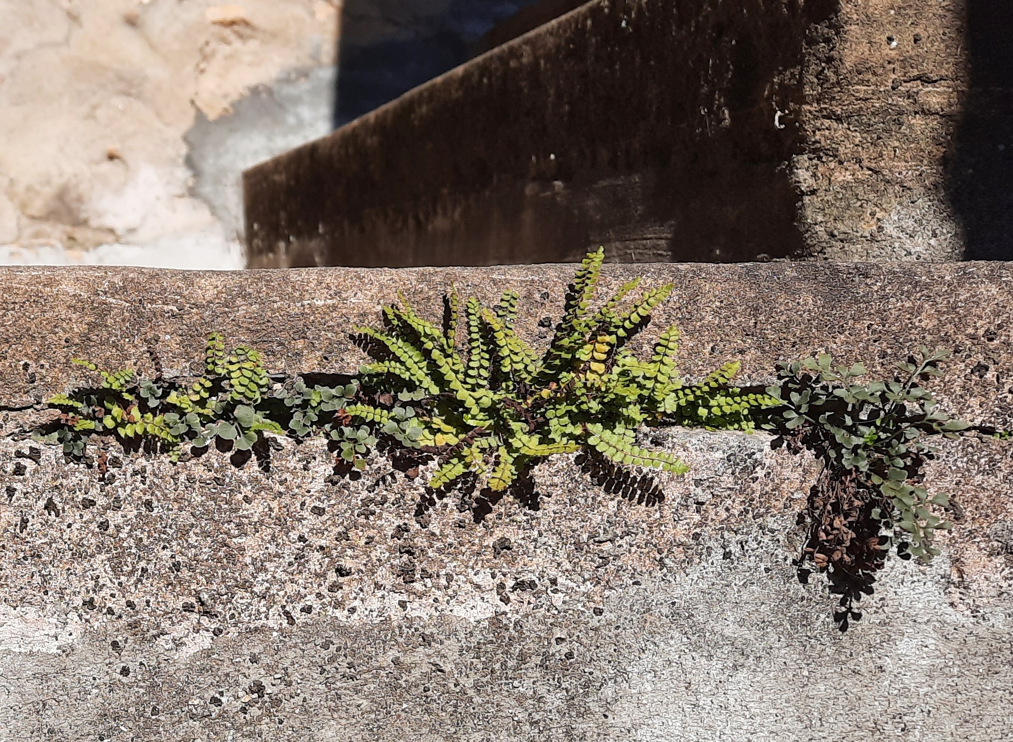 Fougère des murailles ou asplenium