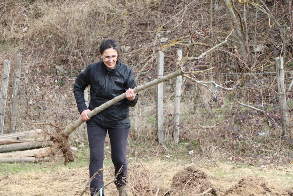 Nurten Caglar déplace un jeune arbre fruitier à planter