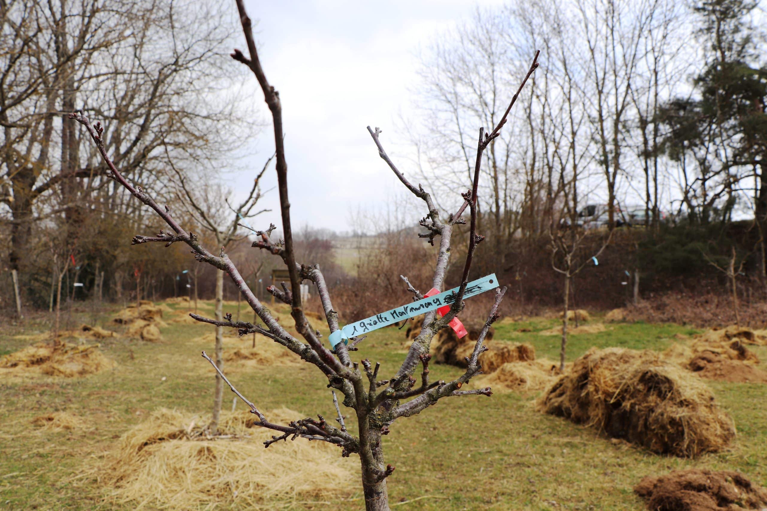 Plantation de fruitiers dans le verger de Saint-Genès-Champanelle