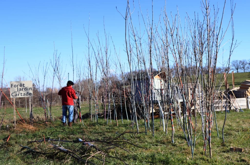 Forêt jardin de La Cartade