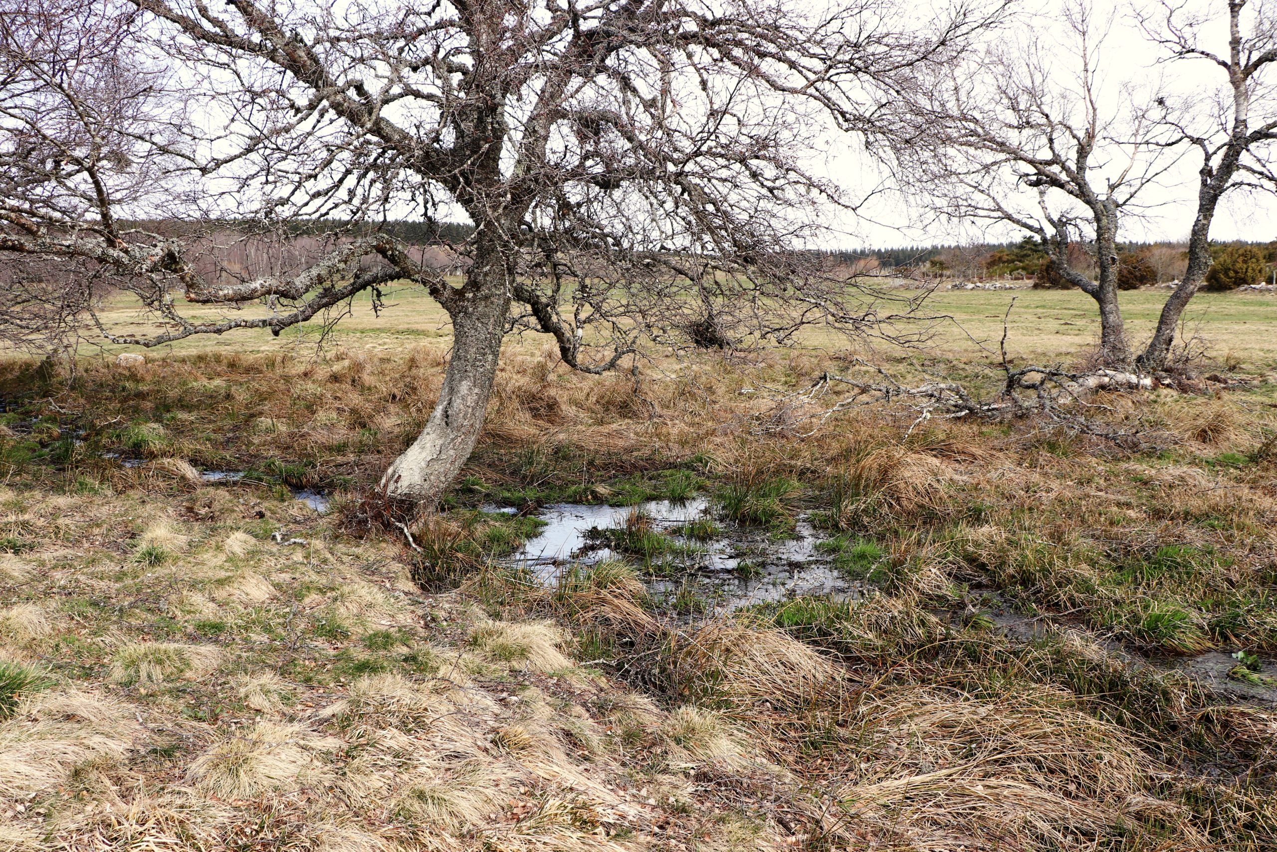 Bouleaux et marais