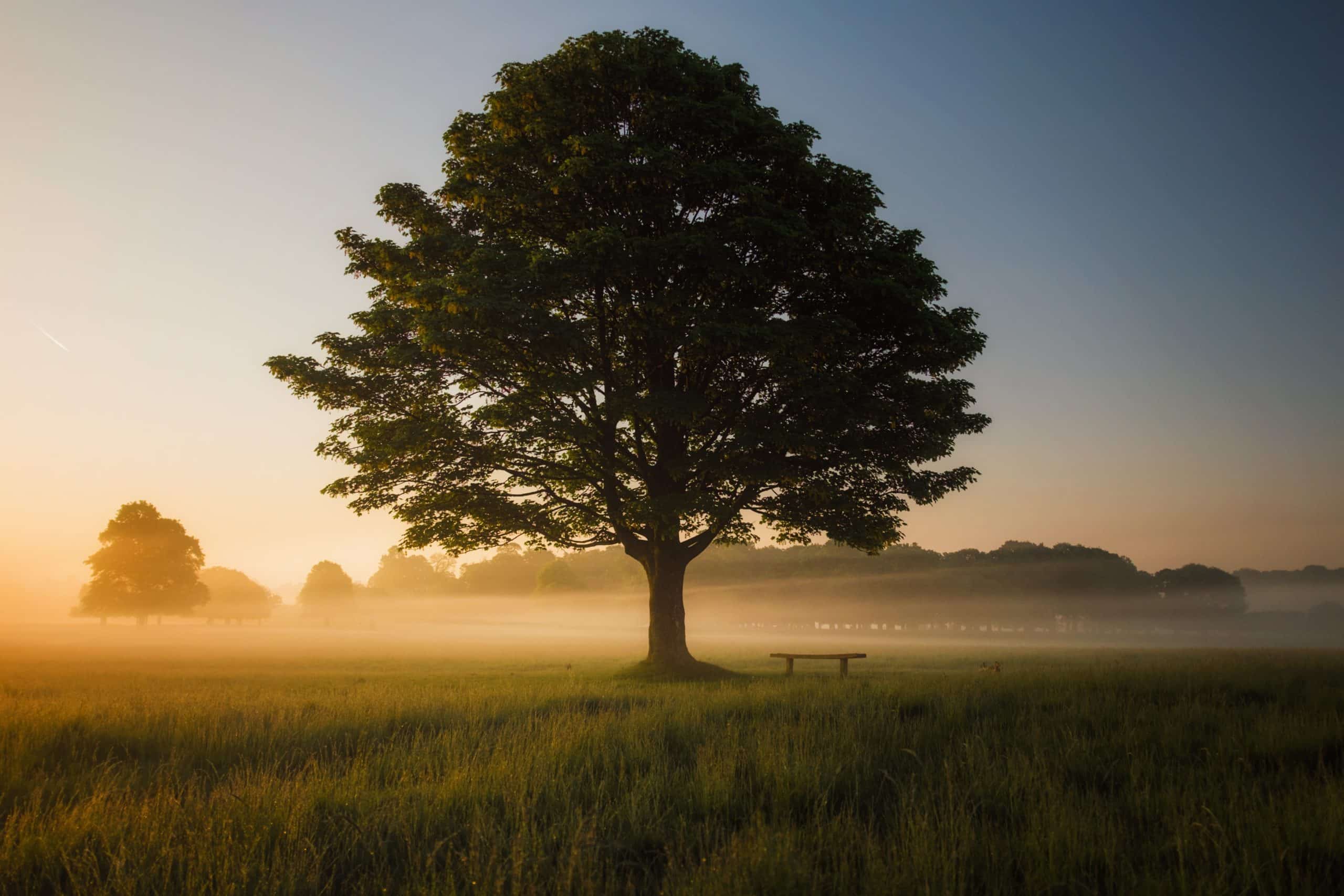 Arbre