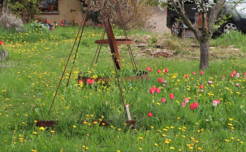 jardin tulipes Pierre Feltz