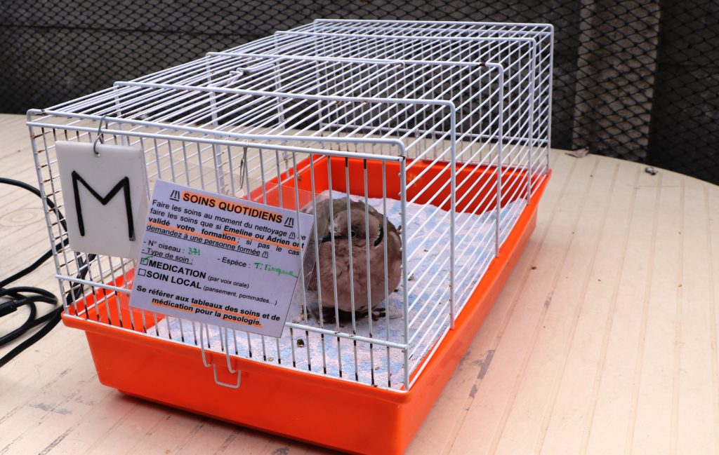 pigeon dans une cage à oiseau avec étiquette