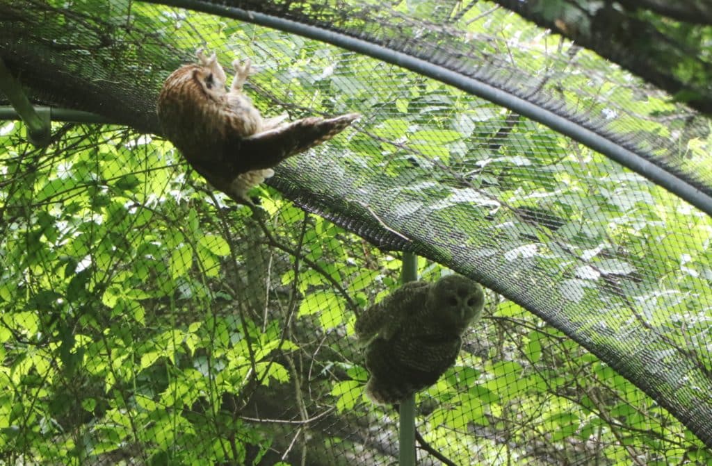 Les chouettes