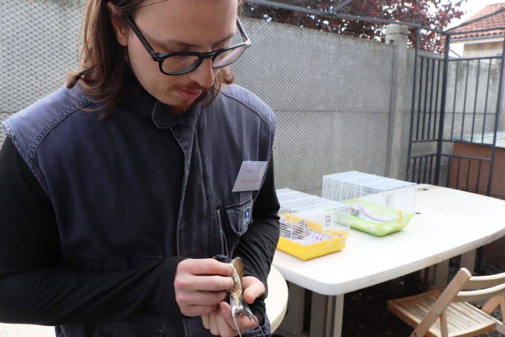 Examen d'un oiseau par Adrien