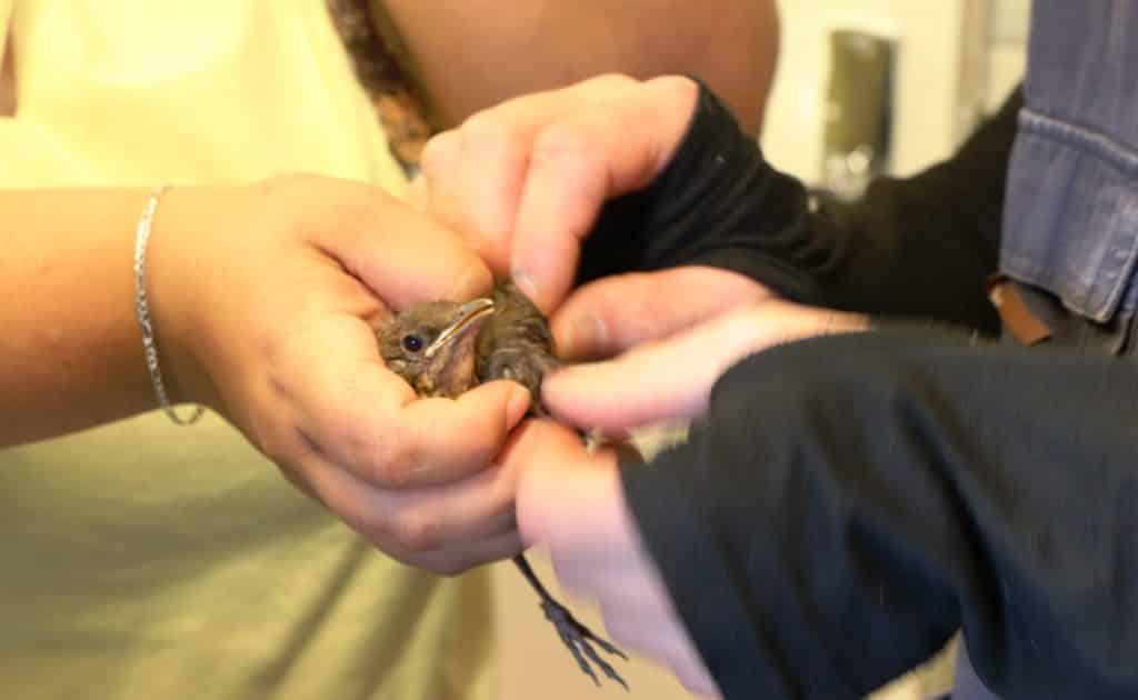 Consultation pour un oiseau blessé