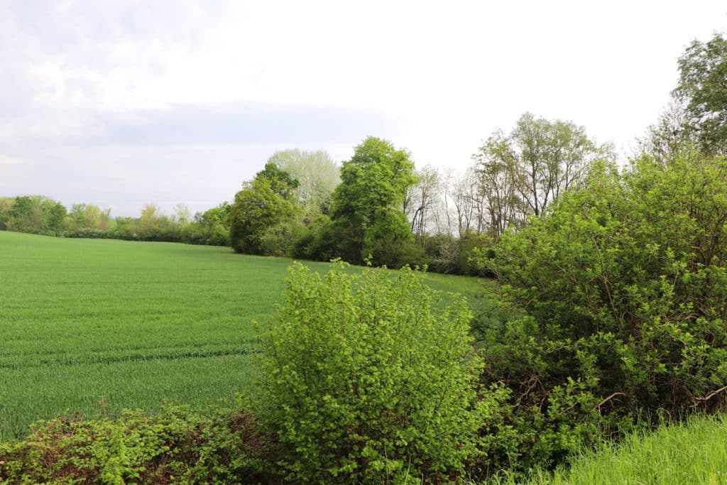 ripisylve du Madet, près de Billom, non loin du site d'une des bassines