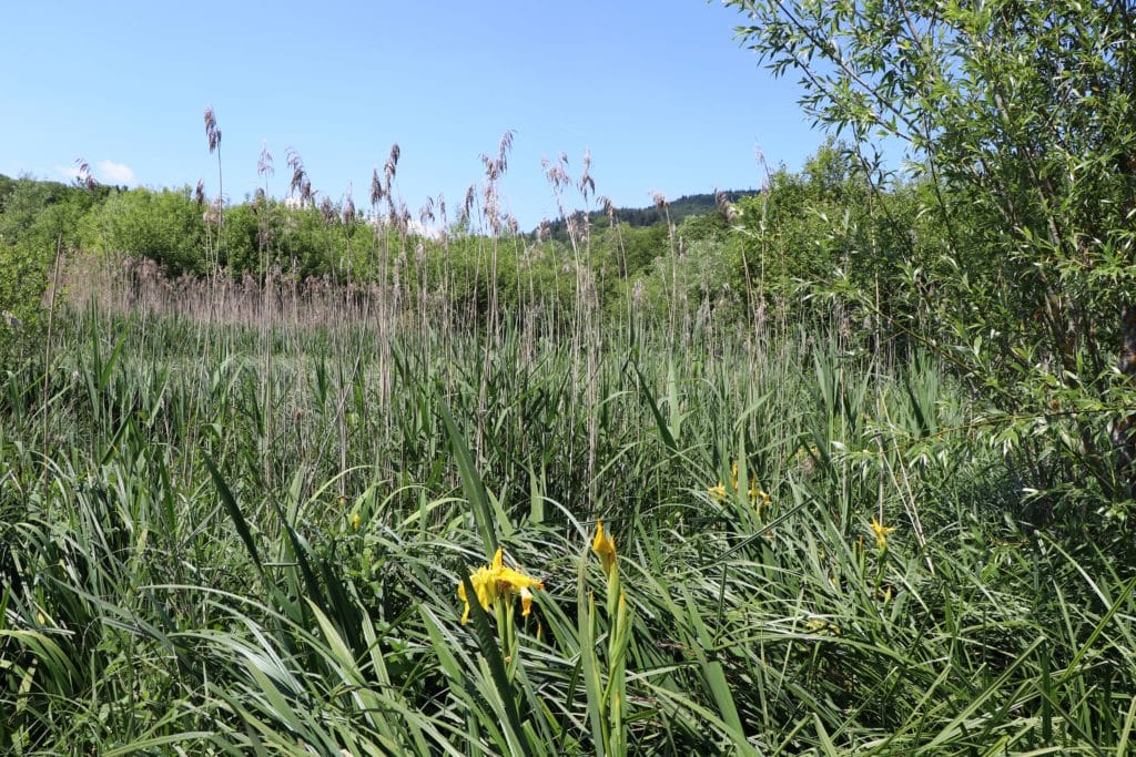 Roseaux et iris d'eau