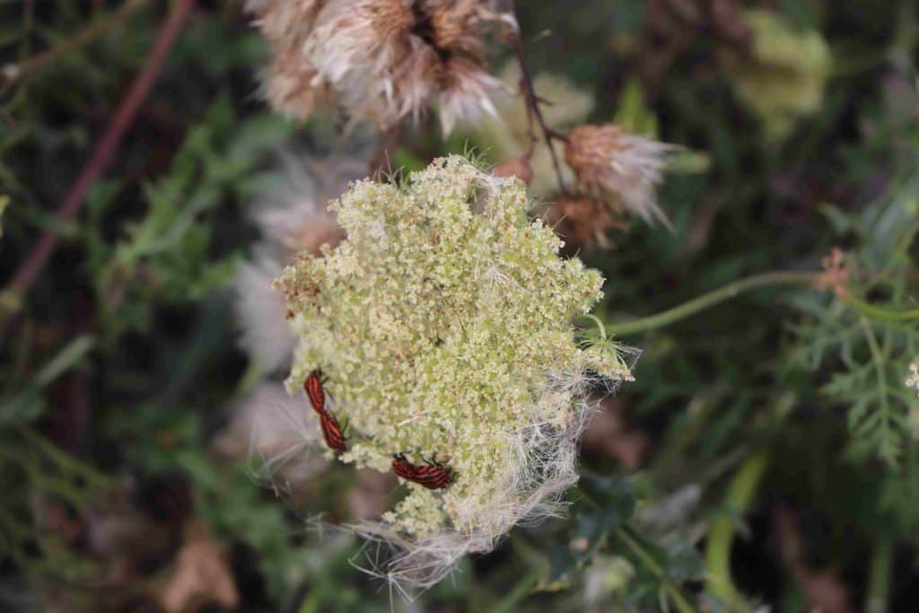 punaises arlequin