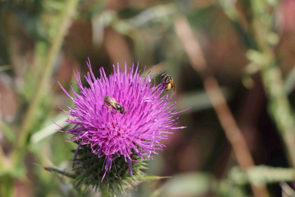 Abeilles sauvages