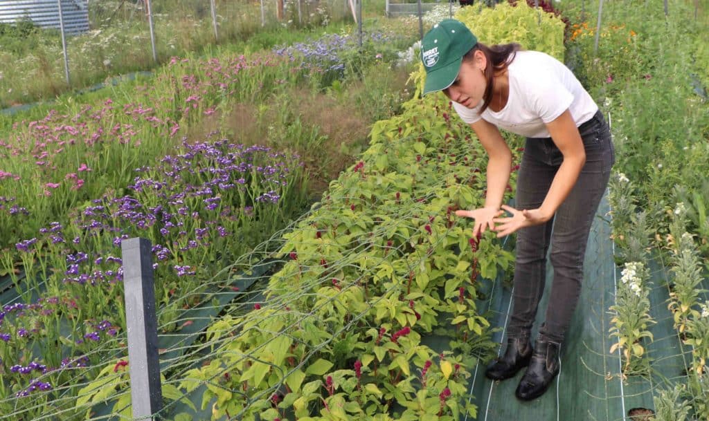 Suzanne au milieu des rangs de fleurs