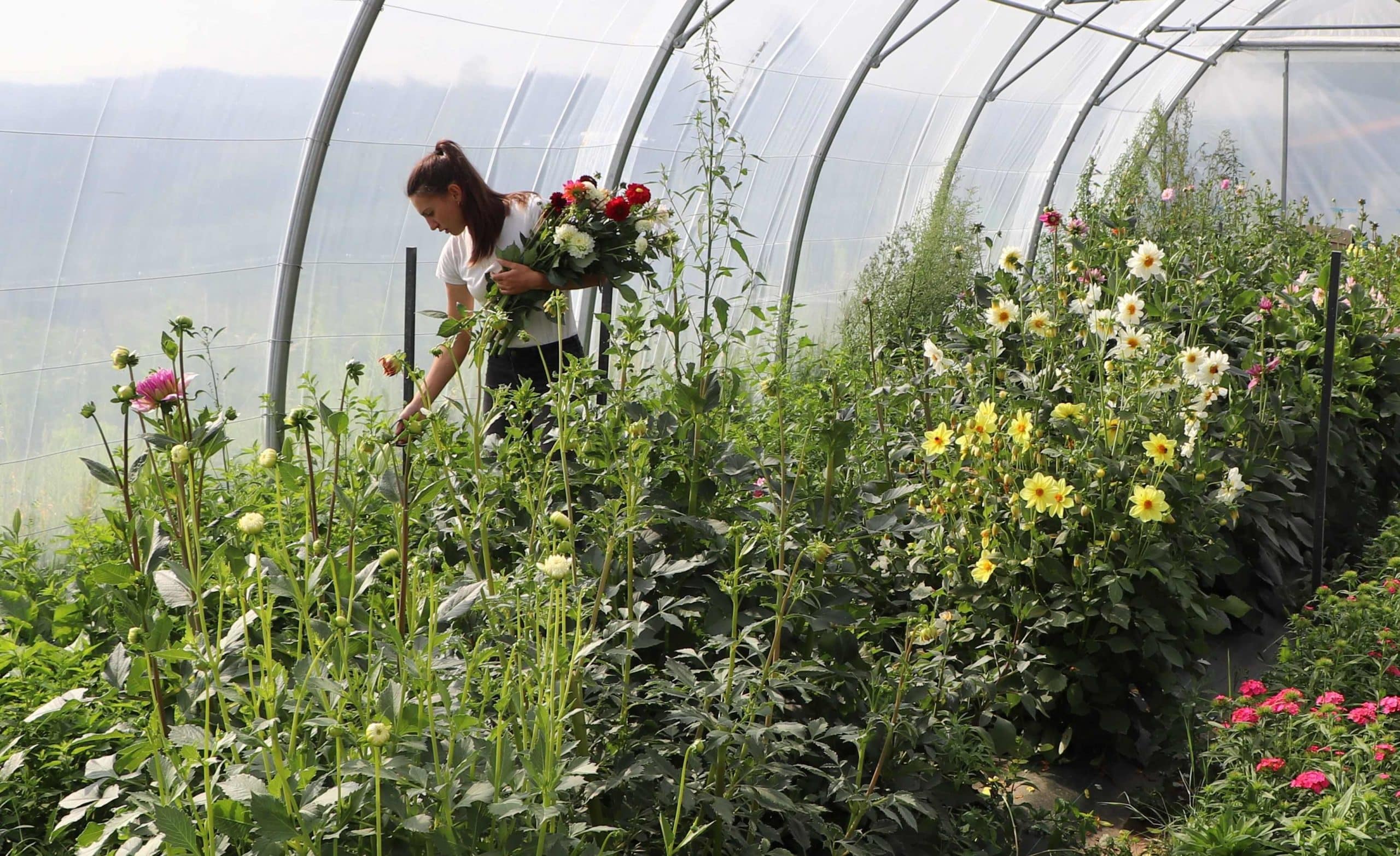 Suzanne cueille des fleurs dans la grande serre