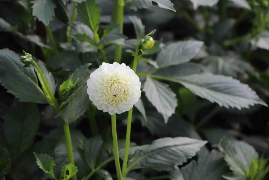 Un dahlia blanc