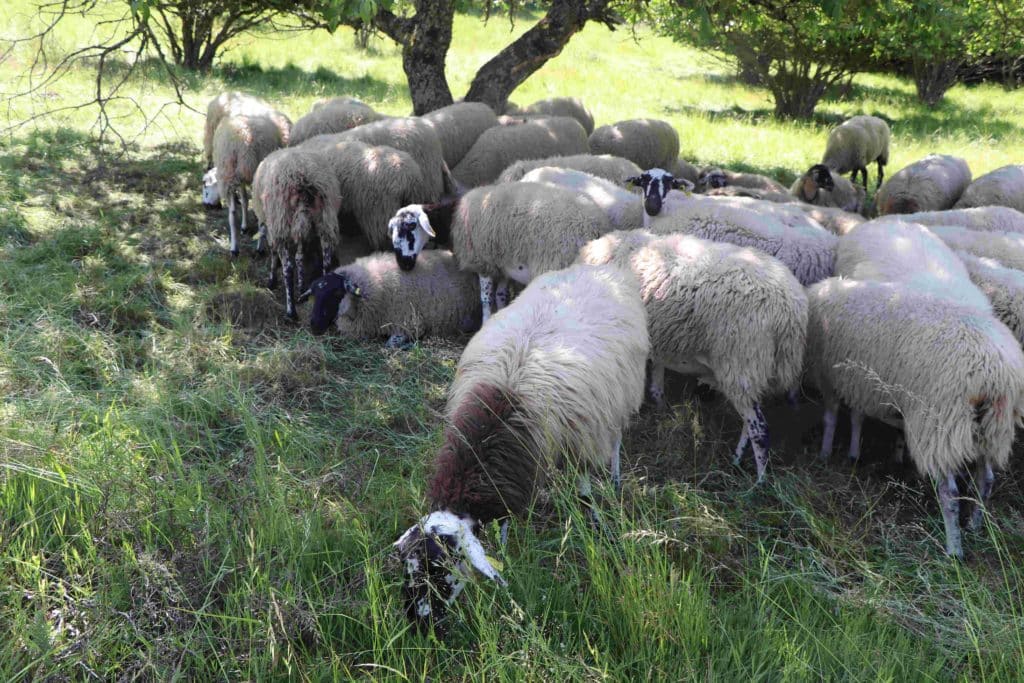 Le troupeau mobile sous son saule