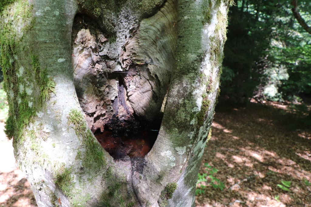 arbre creux avec de l'eau