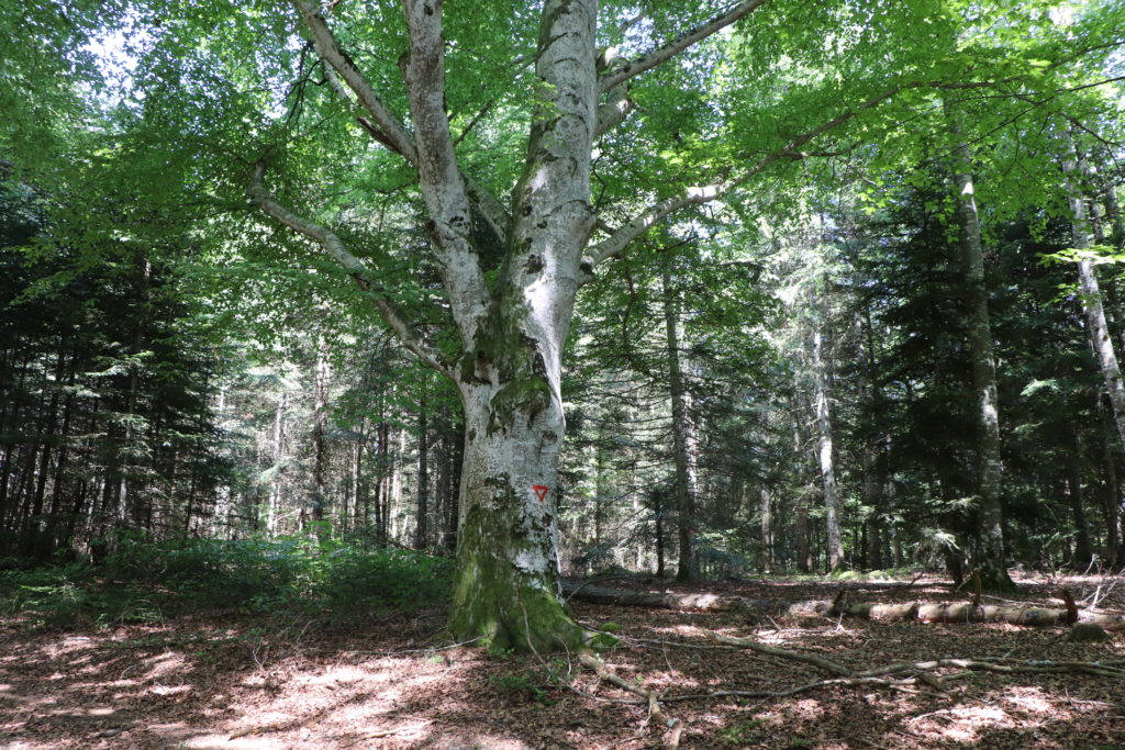 Un arbre habitat sur une trame verte permettant à la faune de circuler d'un îlot de vieux bois à une autre