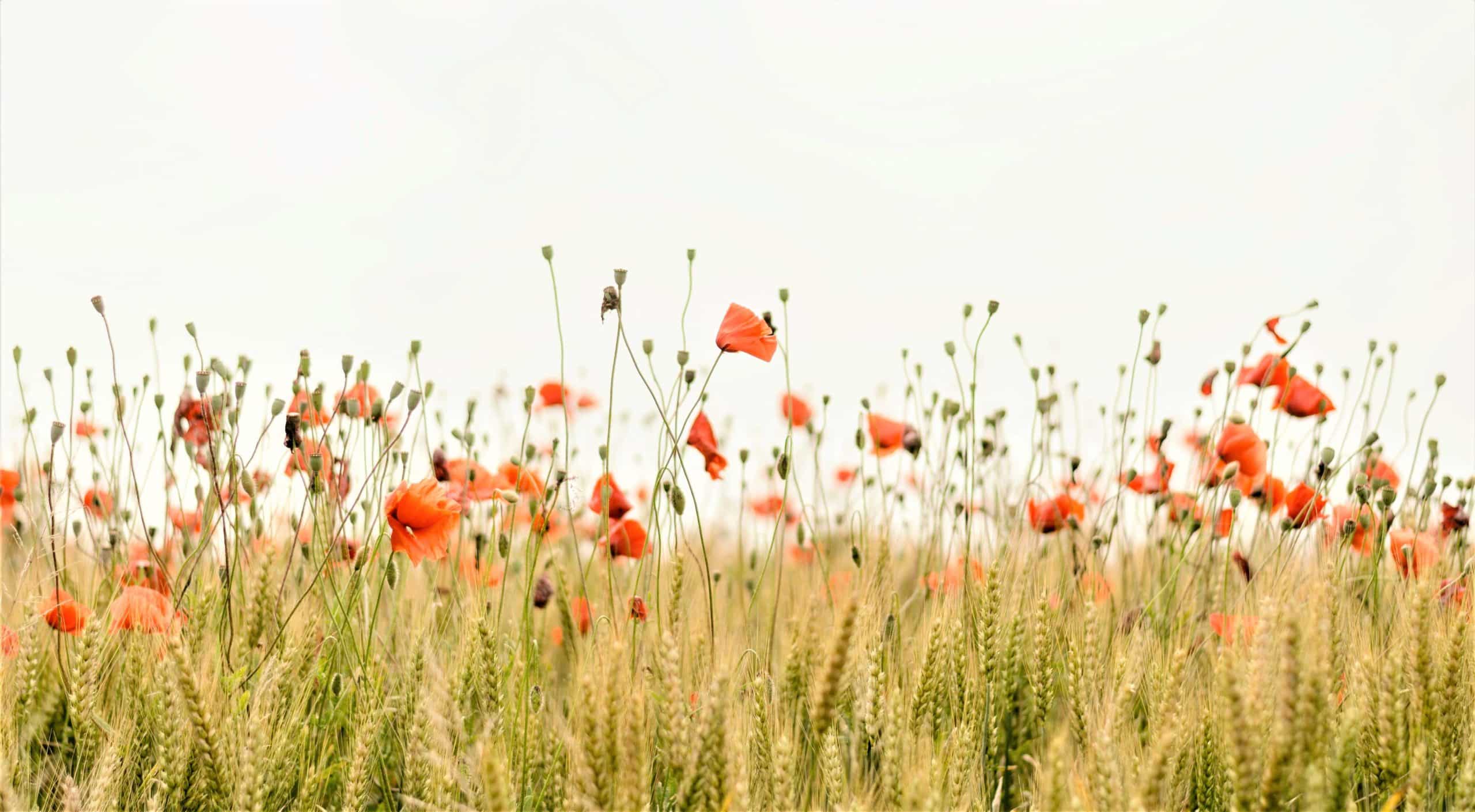 Coquelicots pour Tikographie