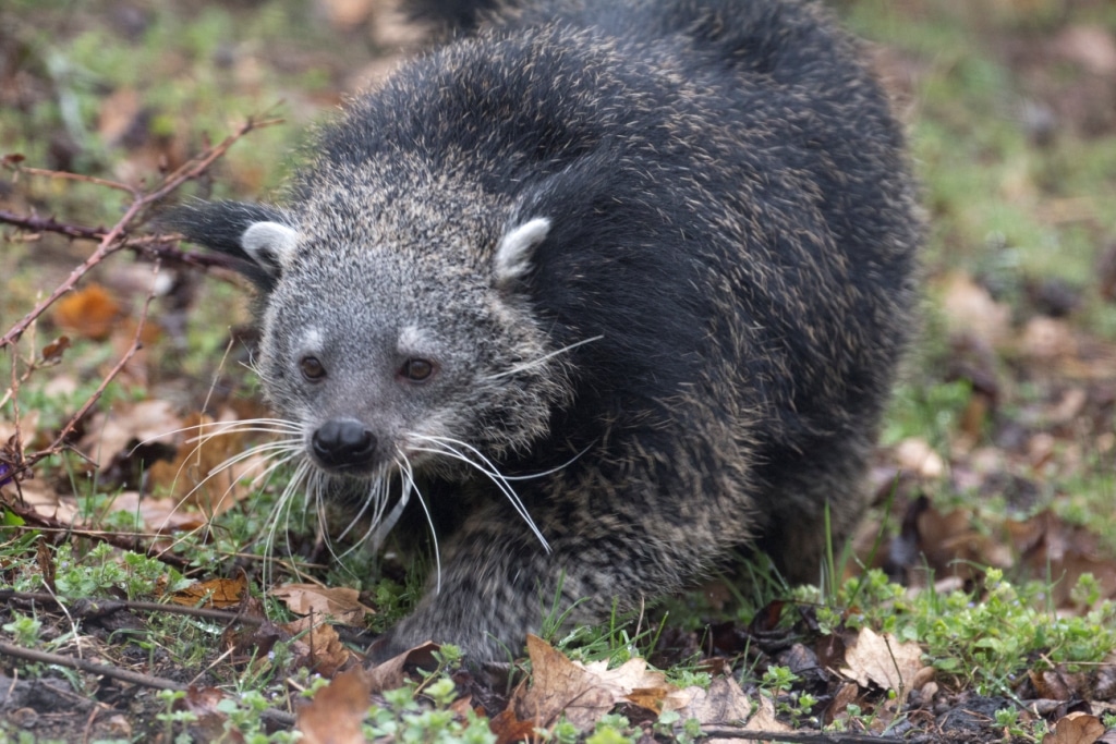 Binturong