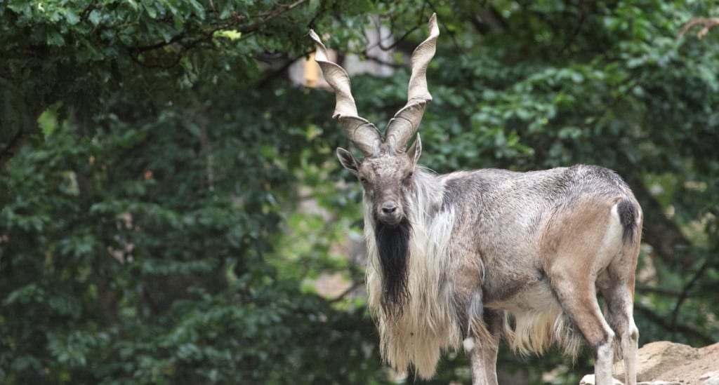 markhor au parc animalier d'Auvergne