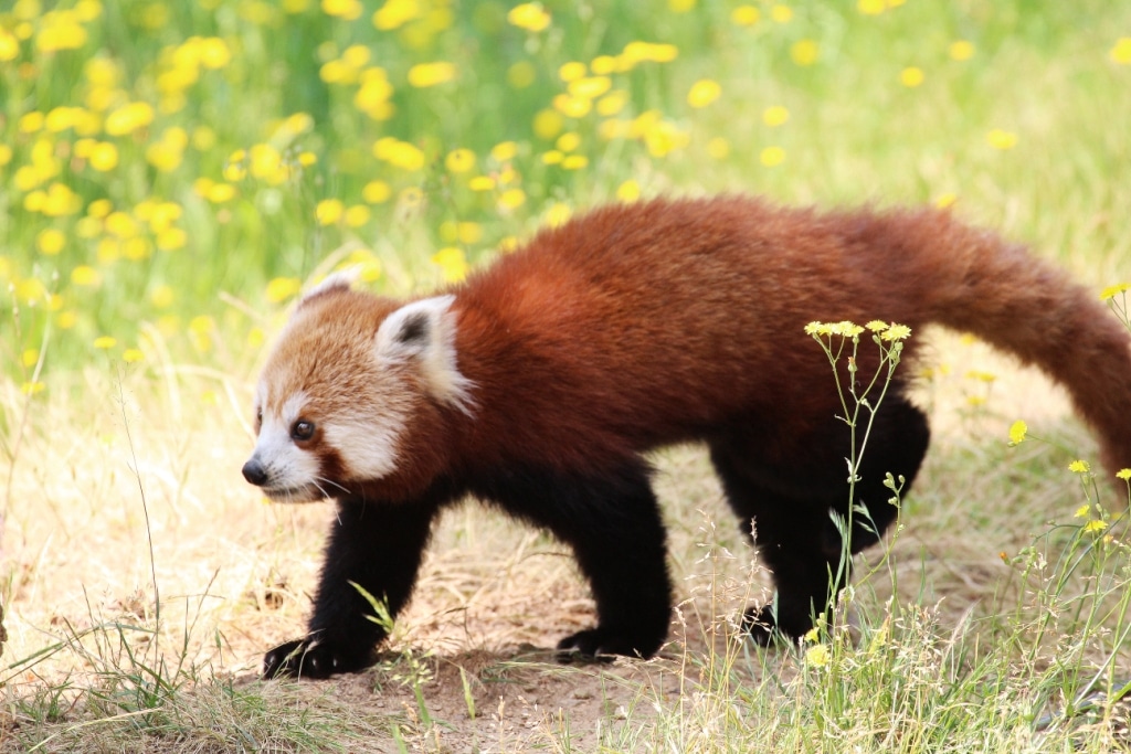 Panda roux