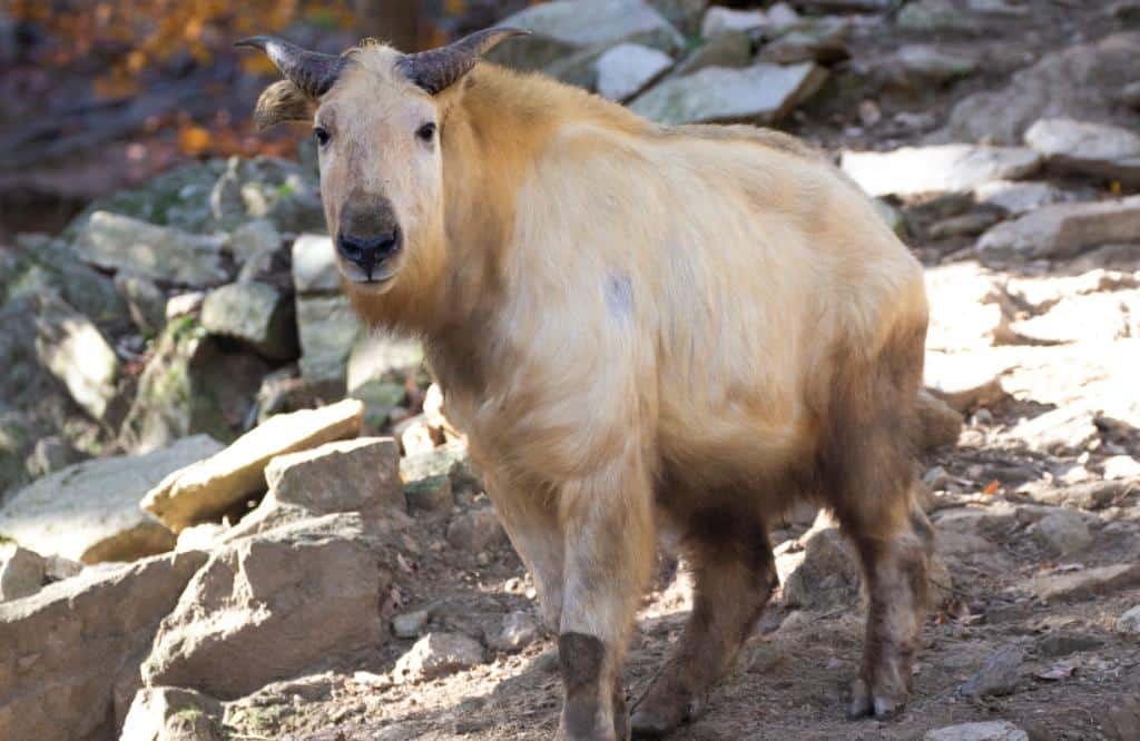 Un takin doré