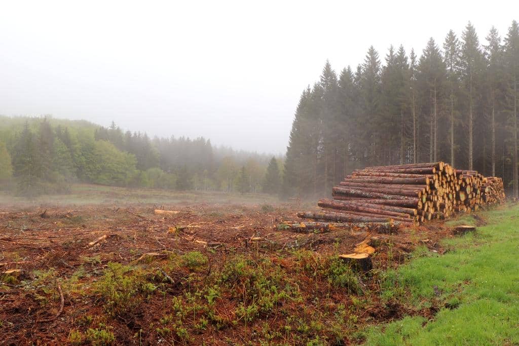 Forêt patrimoniale livrée à une scierie