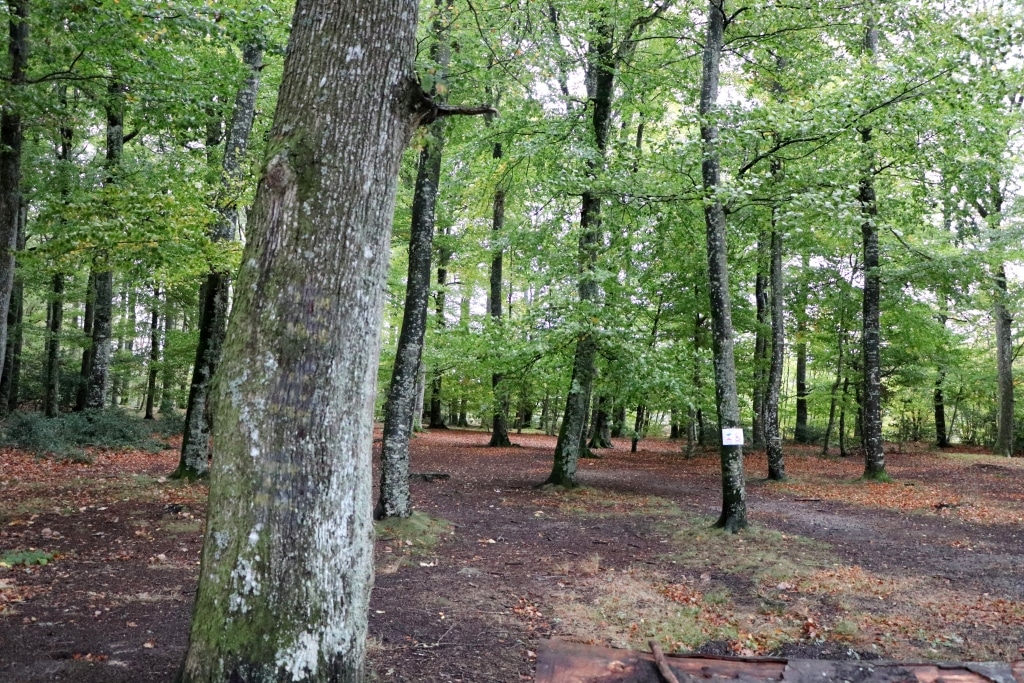 La forêt des Colettes