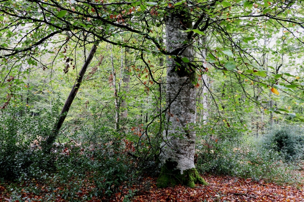 Un gros hêtre dans la forêt des Colettes