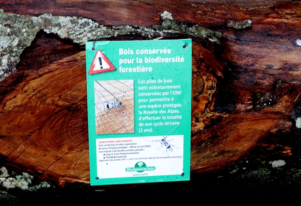 Affichette prévenant de la présence de rosalie des Alpes