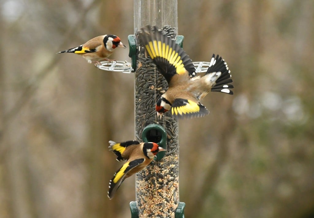 Chardonnerets autour d'un distributeur de graine pour oiseaux