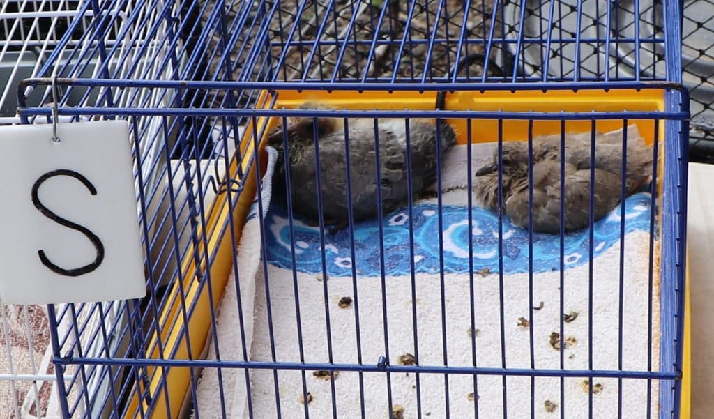 Jeunes pigeons dans une cage de la LPO