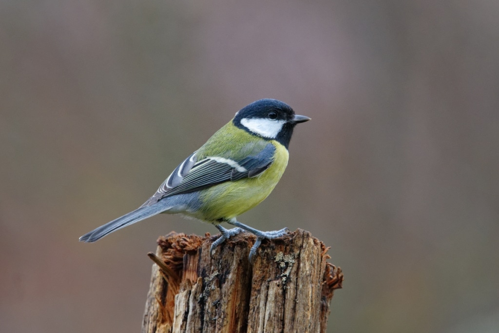 Mésange charbonnière :, un oiseau très présent dans les jardins et les milieux naturels