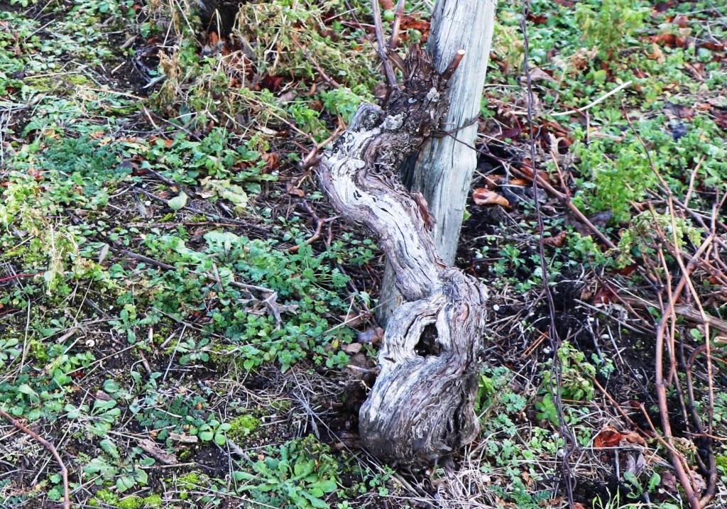 Un cep de vigne près de Gergovie, dans le périmètre des Côtes d'Auvergne