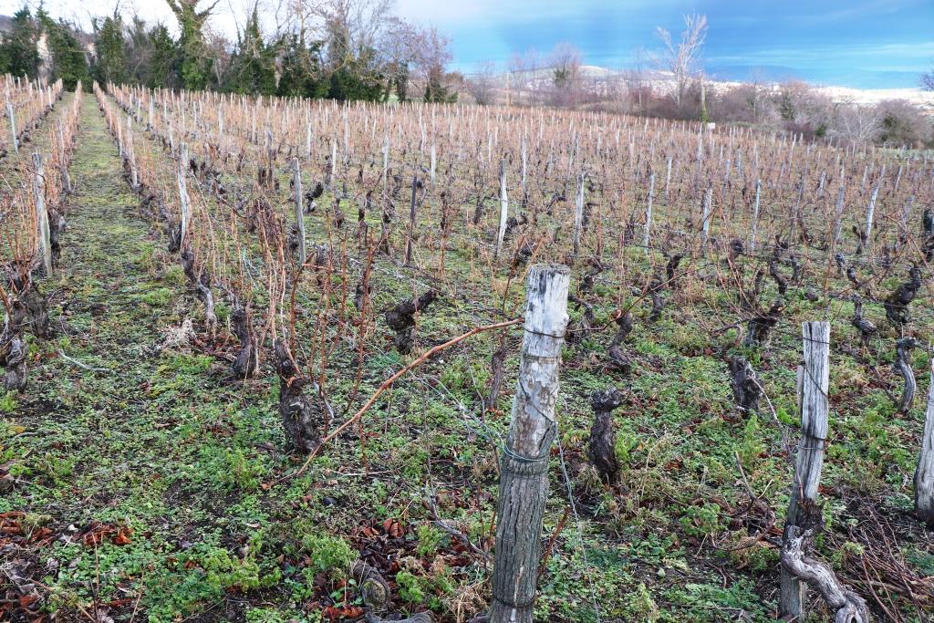 Une vigne des Côtes d'Auvergne qui font l'objet de l'étude des sols, dans la commune de la Roche blanche
