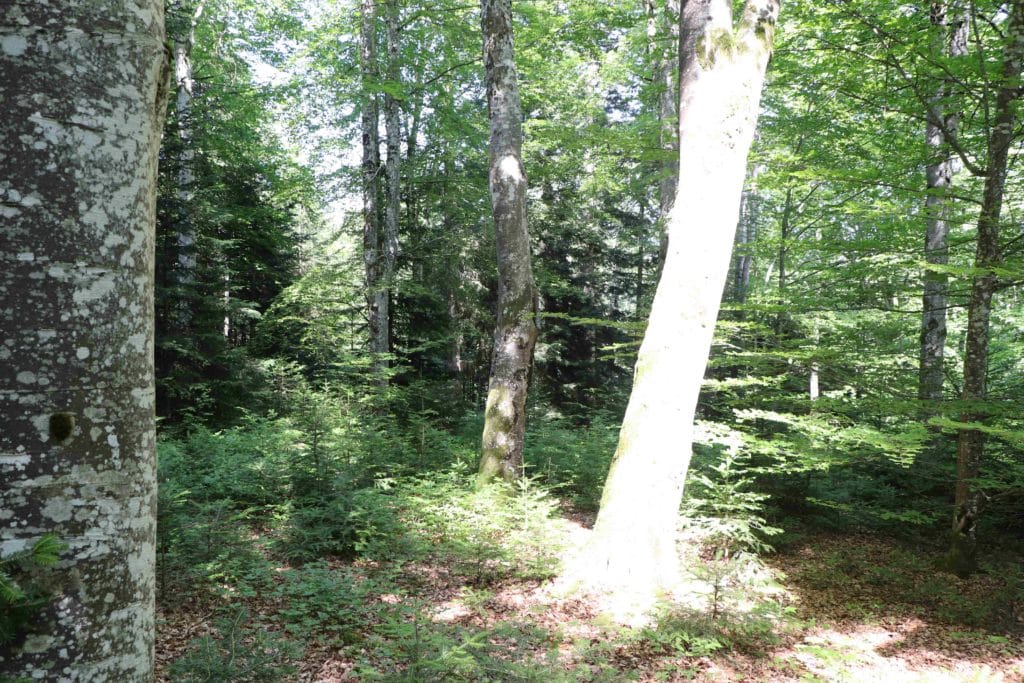 Forêt dans le Livradois