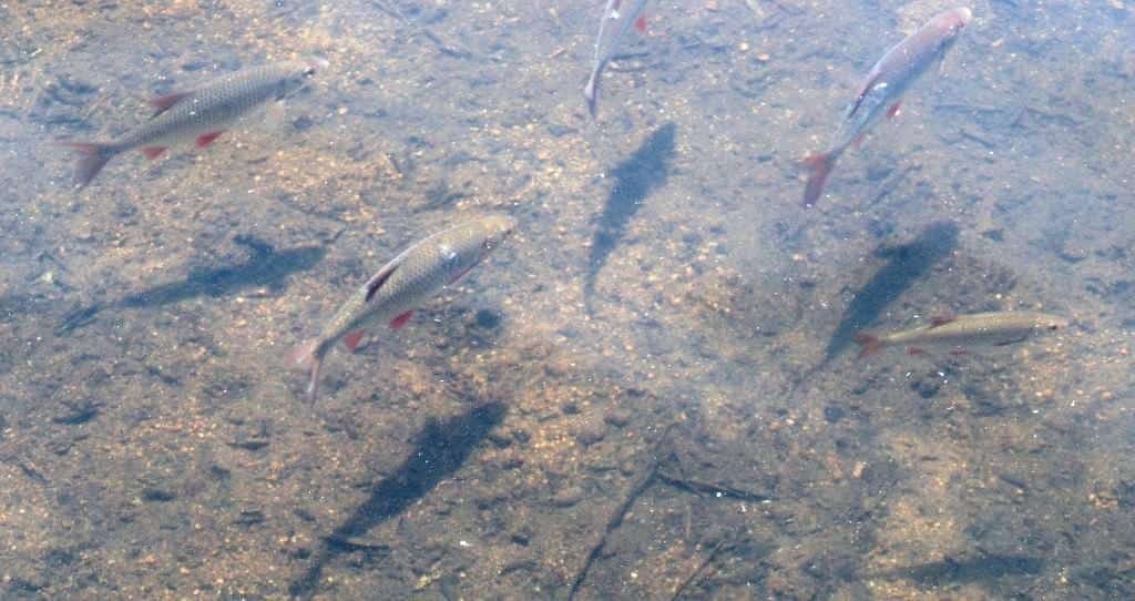 Poisson dans une zone de frayère