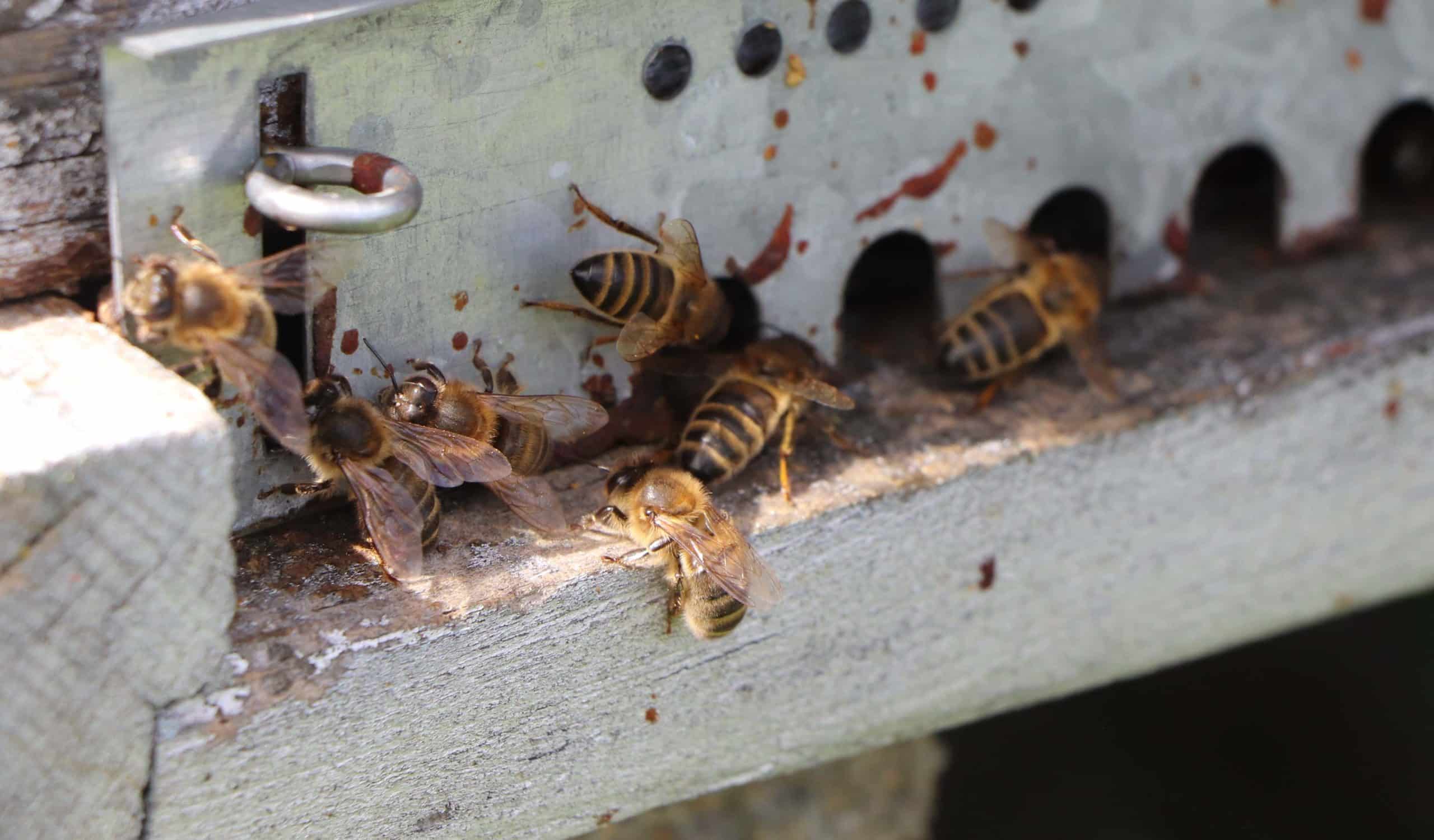 Abeilles noires à l'entrée de la ruche