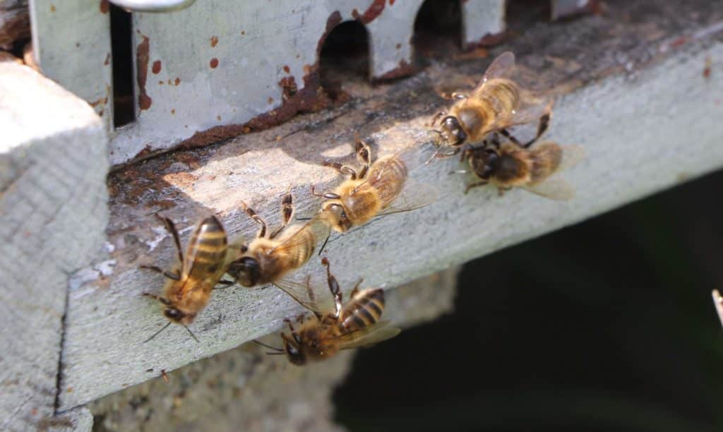 Abeilles noires à l'entrée d'une ruche