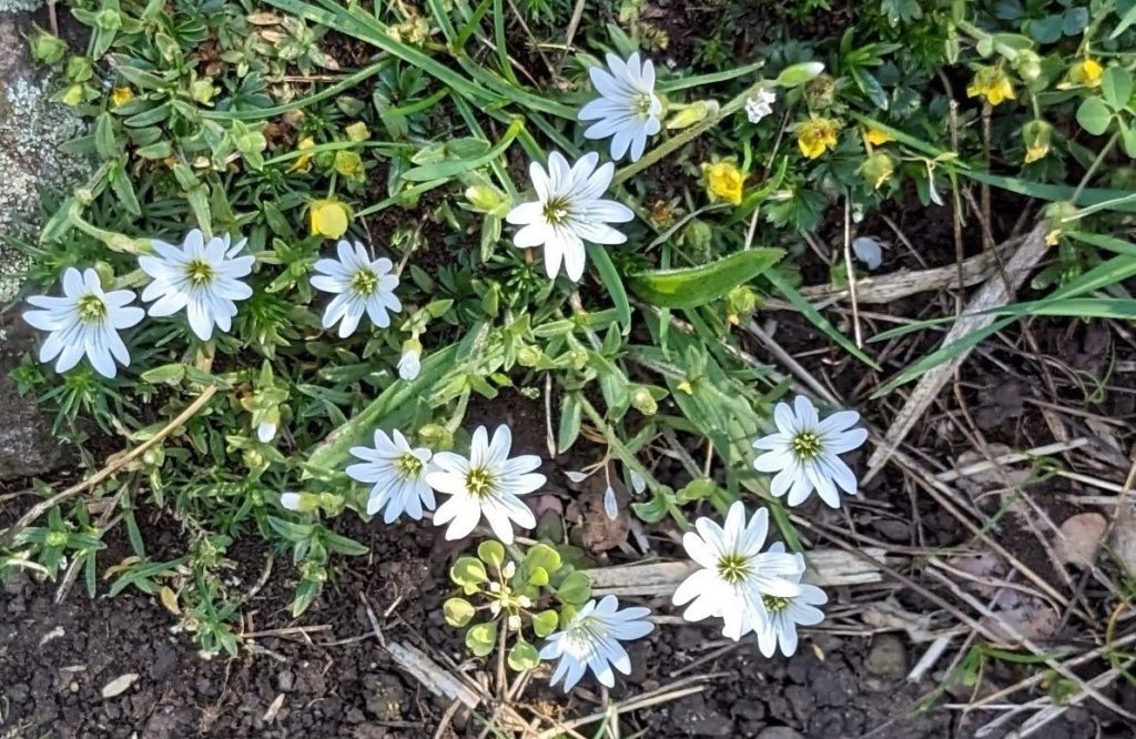 Fleurs blanches