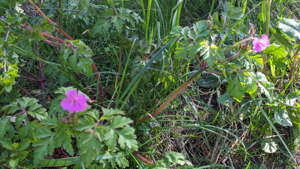 Fleurs mauves