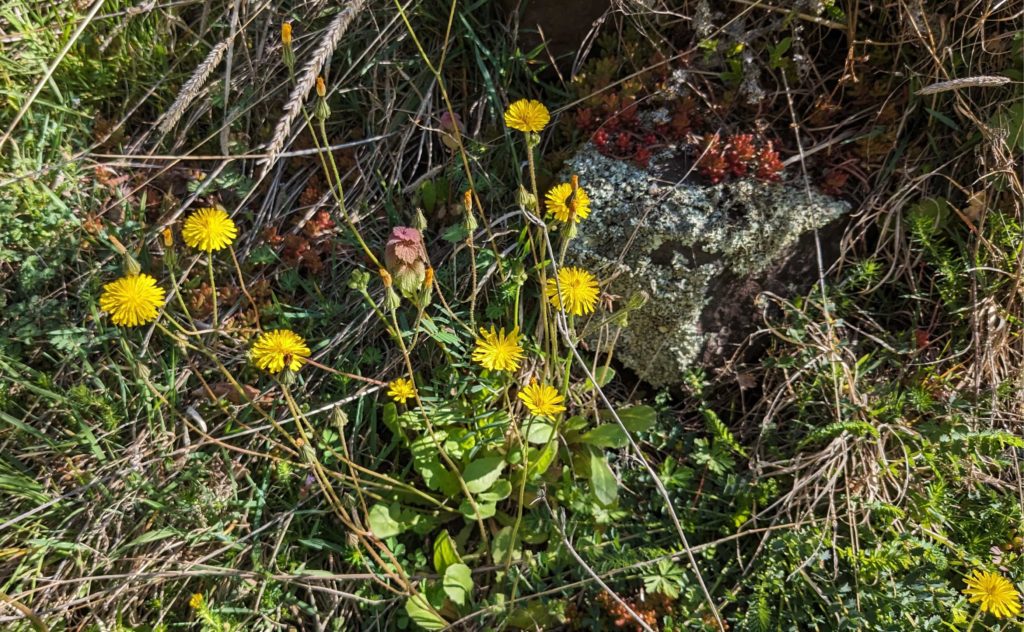 Fleurs jaunes