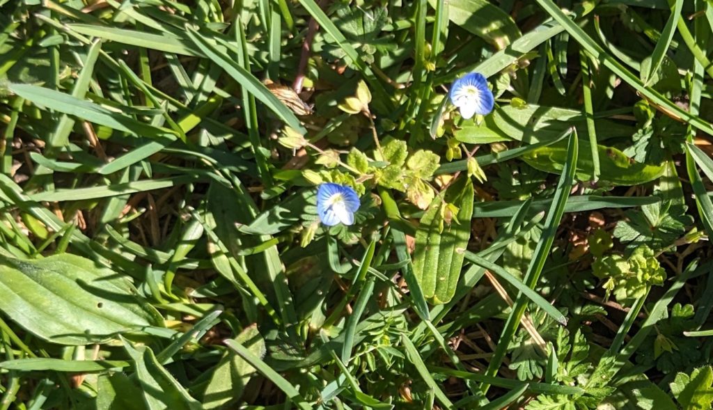 Fleurs bleues
