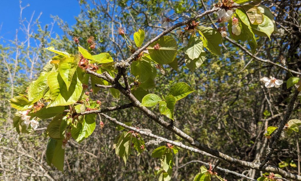 merisier en fin de floraison