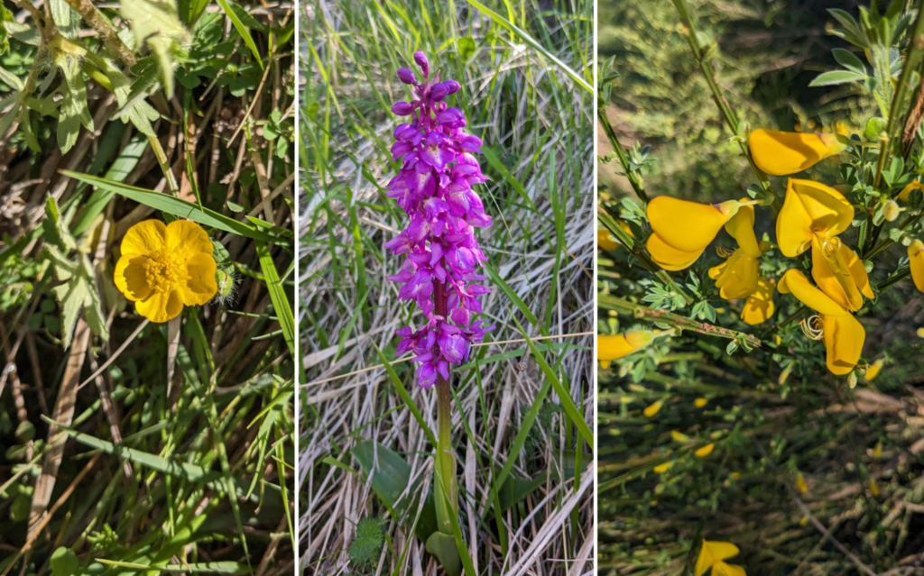 fleurs diverses