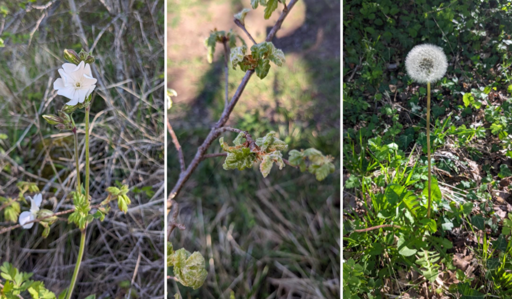 Fleurs et bourgeons